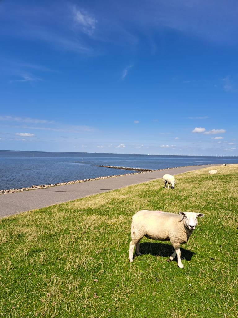 Familienurlaub an der Nordsee – Deichschafe